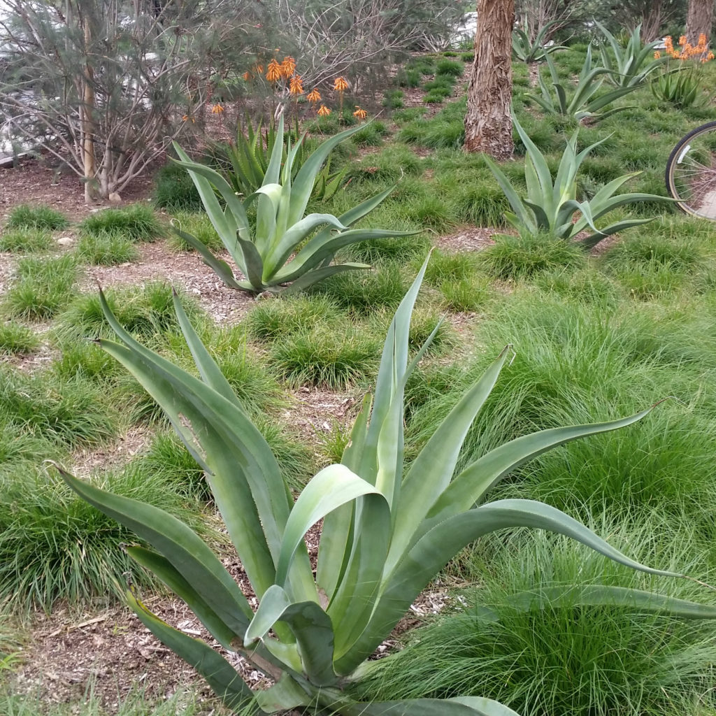 Agave Vilmoriniana Octopus Agave