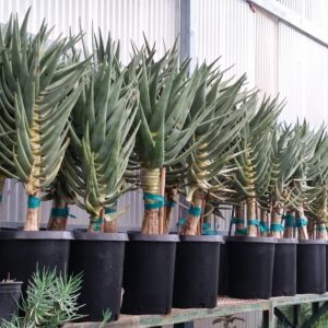 Aloe dichotoma – Quiver Tree