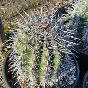 Carnegiea gigantea – Saguaro Cactus