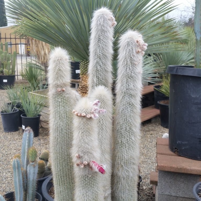 Cleistocactus strausii - Silver Torch Cactus - Mid Valley Trees