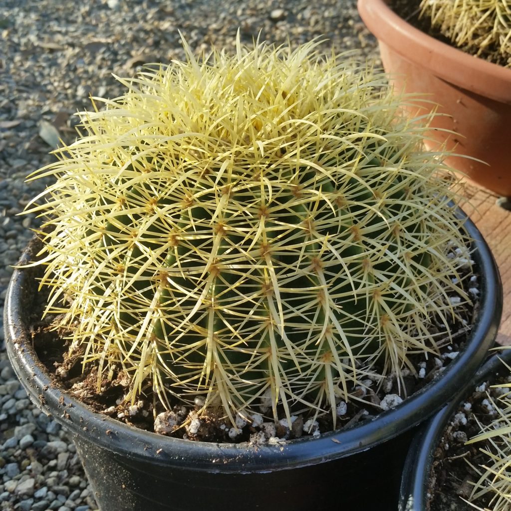 Echinocactus Grusonii - Golden Barrel Cactus - Mid Valley Trees