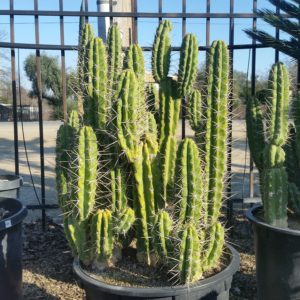 Echinopsis pachanoi – San Pedro Cactus