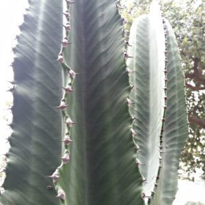Euphorbia ammak – African Candelabra