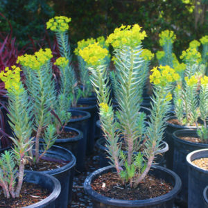 Euphorbia rigida – Silver Spurge