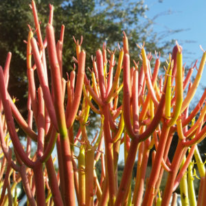 Euphorbia tirucalli cv ‘Firesticks’ – Red Pencil Tree