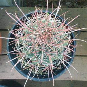 Ferocactus cylindraceus – California Red Barrel Cactus