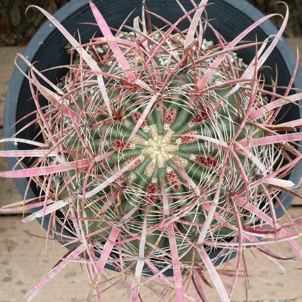 Ferocactus cylindraceus - California Red Barrel Cactus - Mid Valley Trees