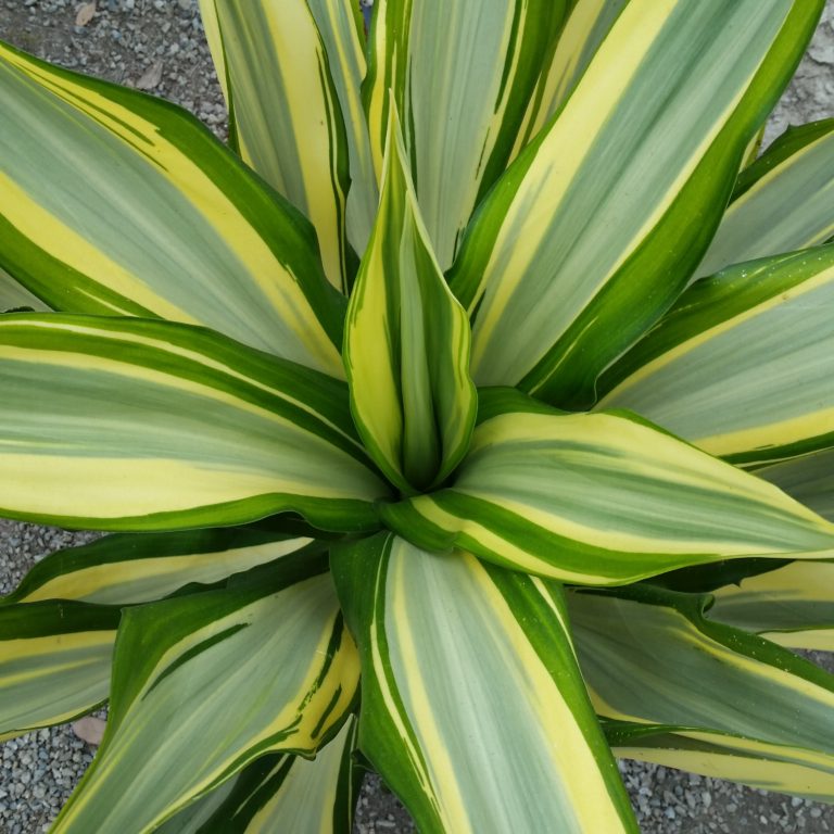 Furcraea foetida ‘Mediopicta’ - Striped False Agave - Mid Valley Trees