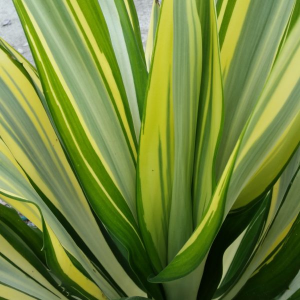 Furcraea foetida ‘Mediopicta’ - Striped False Agave - Mid Valley Trees