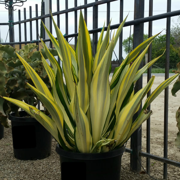 Furcraea foetida ‘Mediopicta’ - Striped False Agave - Mid Valley Trees