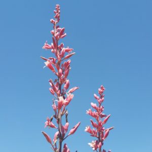 Hesperaloe x ‘Perfu’ – Red Yucca