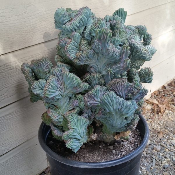 Myrtillocactus geometrizans ‘Elite’ - Crested Blue Candle Cactus - Mid