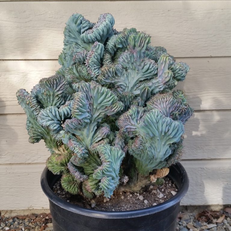 Myrtillocactus geometrizans ‘Elite’ - Crested Blue Candle Cactus - Mid