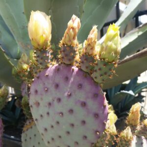 Opuntia santa-rita – Prickly Pear Cactus
