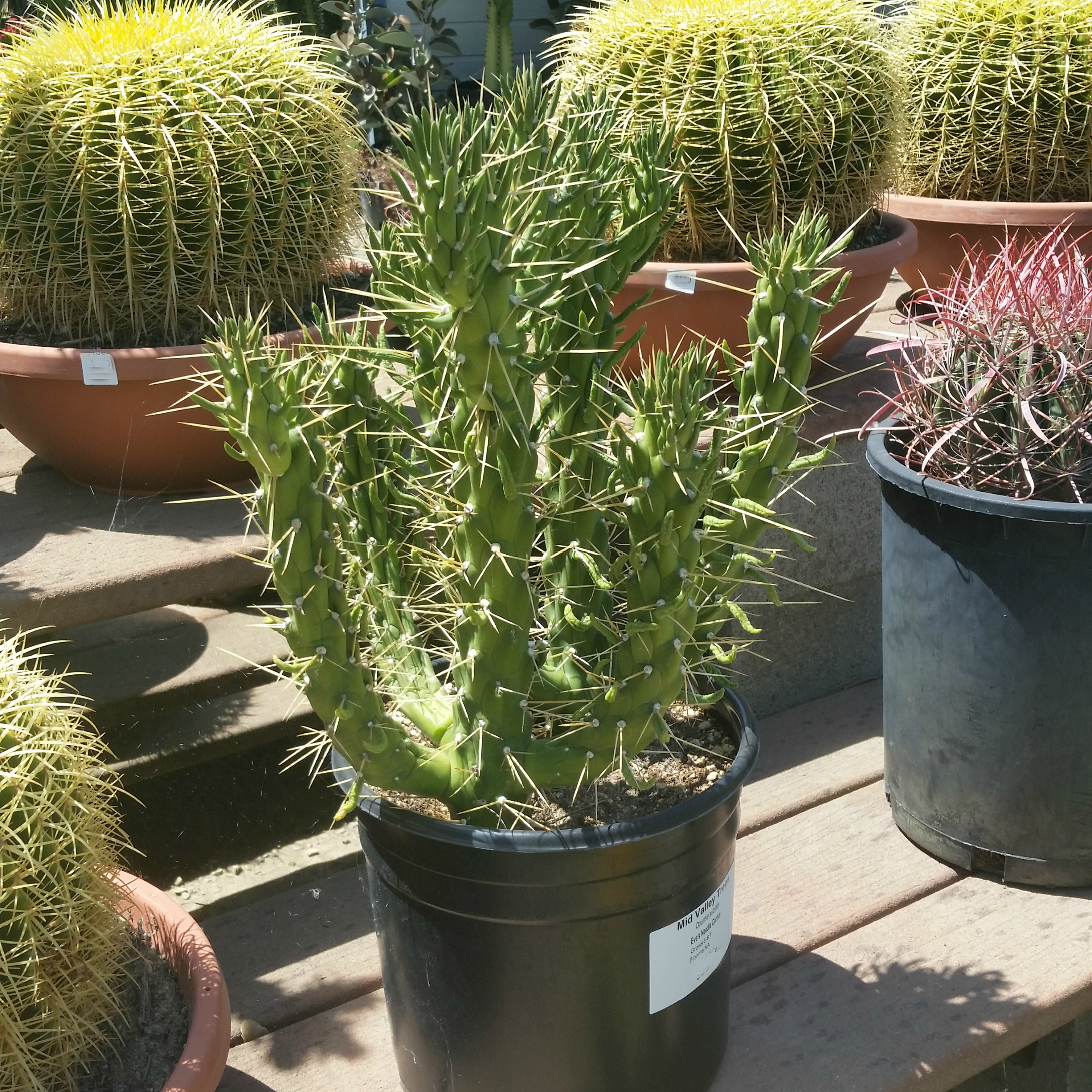 Opuntia Subulata Eve’s Needle Cactus.