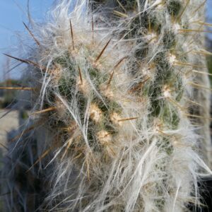 Oreocereus celsianus – Old Man of the Andes Cactus