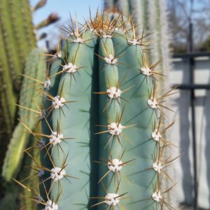Pilosocereus pachycladus – Blue Torch Cactus