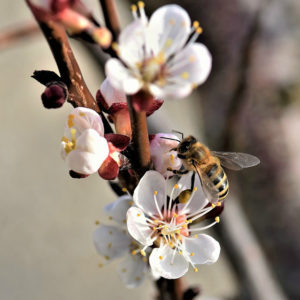 Prunus armeniaca ‘Royal’ Apricot