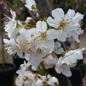 Prunus avium ‘3-in-1’ Cherry SOLD OUT