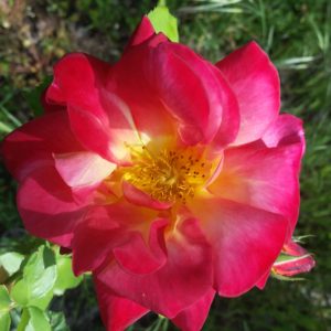 Rosa x ‘Joseph’s Coat’ – Climbing Rose