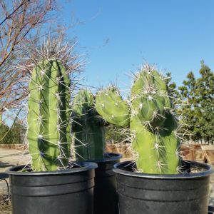 Stetsonia coryne – Toothpick Cactus