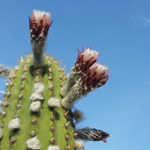 Trichocereus pasacana – Tree Cactus