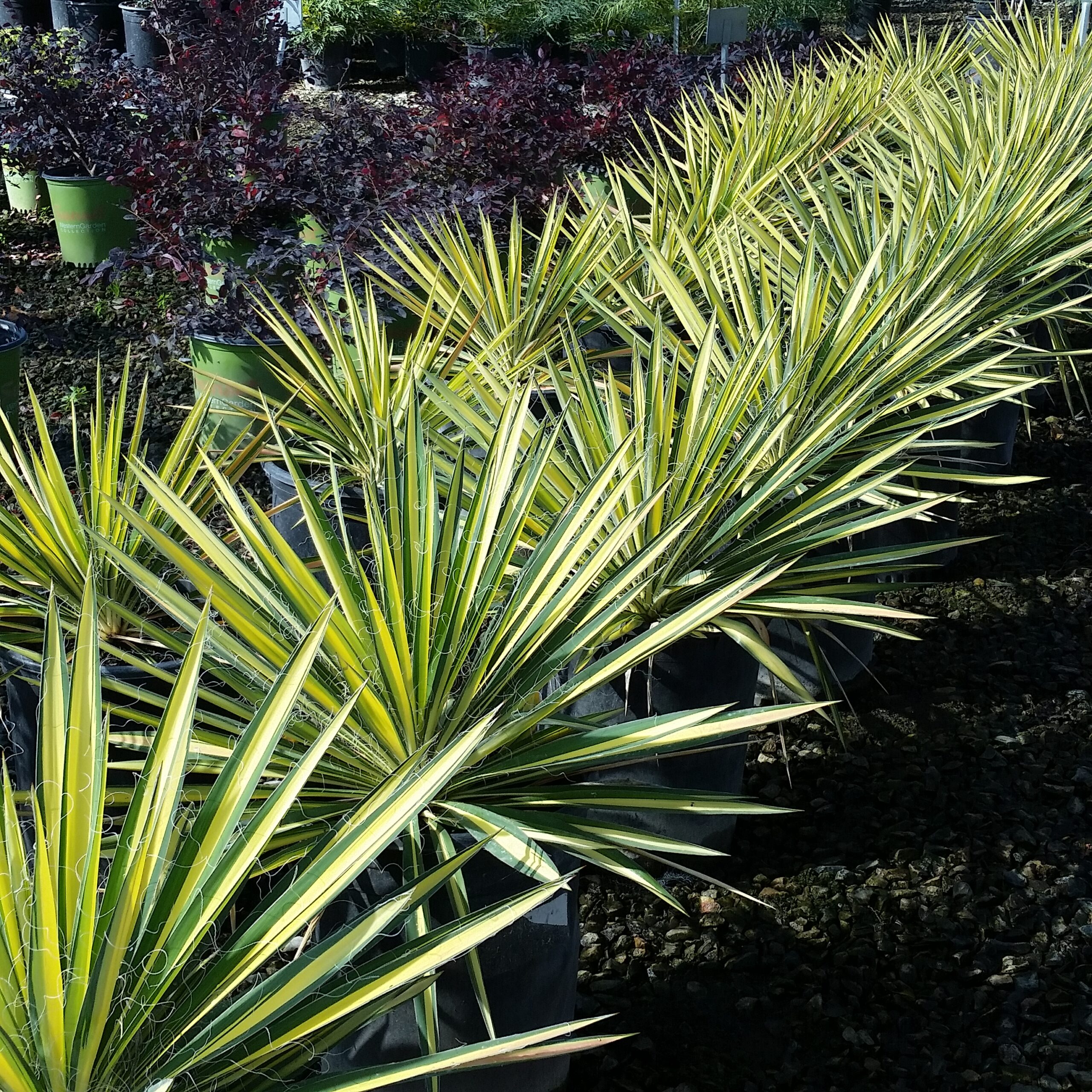 Yucca bright edge plant