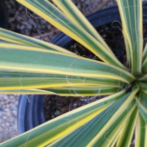 Yucca filamentosa ‘Color Guard’ – Variegated Yucca