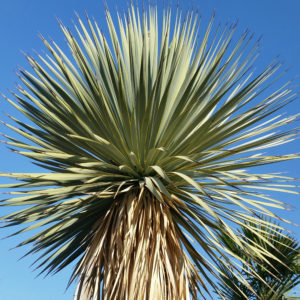 Yucca rostrata – Beaked Yucca