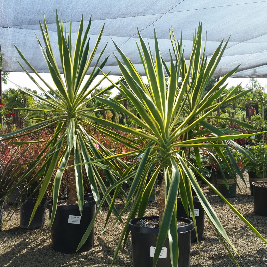 Yucca gloriosa ‘Alicia’ - Mid Valley Trees