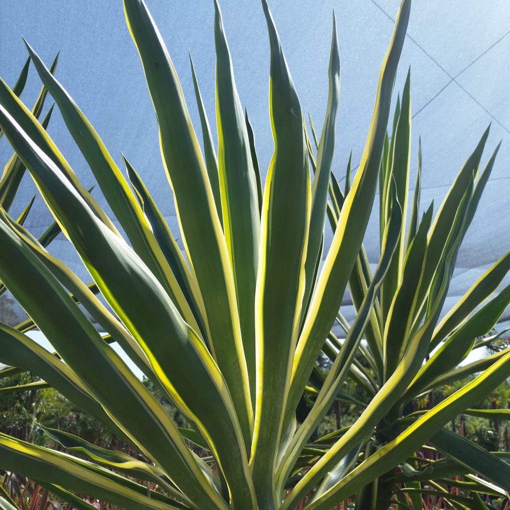 Yucca gloriosa �Alicia� Mid Valley Trees