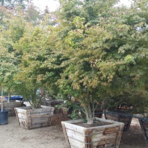 Acer palmatum – Green Japanese Maple