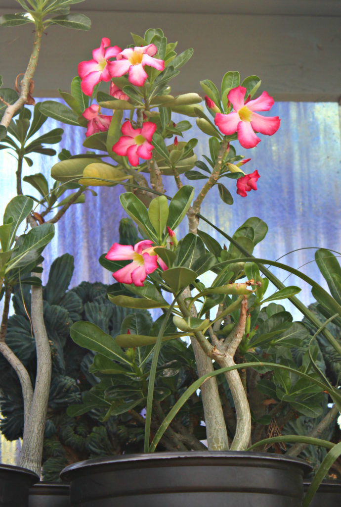 Adenium Obesum Desert Rose Mid Valley Trees