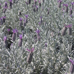 Lavandula stoechas – Spanish Lavender