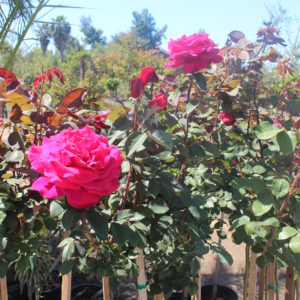 Rosa ‘Mr. Lincoln’ – Hybrid Tea Rose