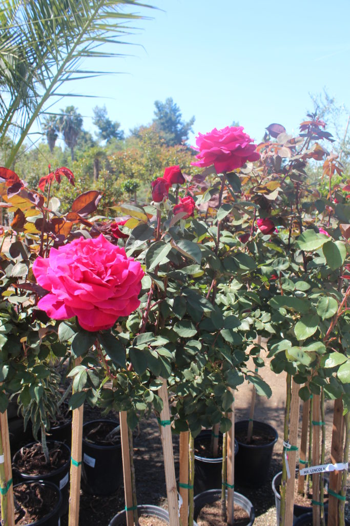 Rosa Mr Lincoln Hybrid Tea Rose Mid Valley Trees