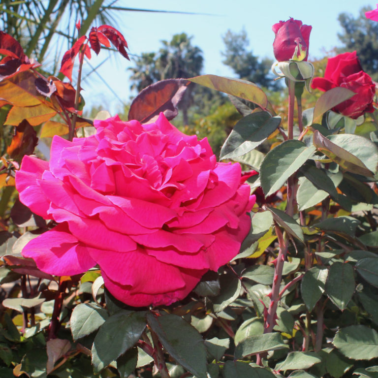 Rosa Mr Lincoln Hybrid Tea Rose Mid Valley Trees