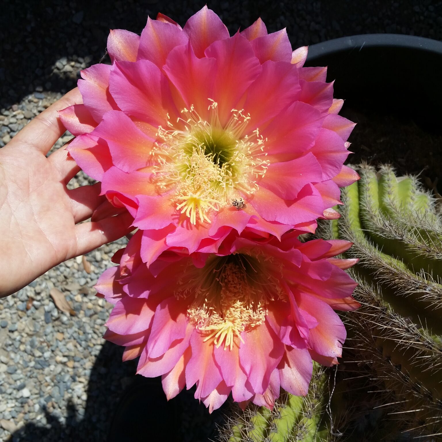 Trichocereus Hybrids - Cactus - Mid Valley Trees