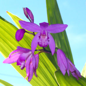Bletilla striata – Chinese Ground Orchid