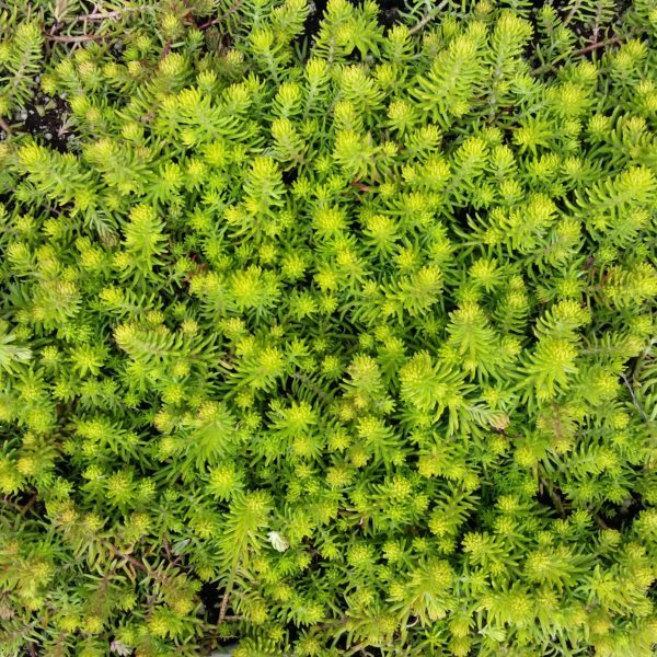 Assorted Succulent Ground Covers Mid Valley Trees