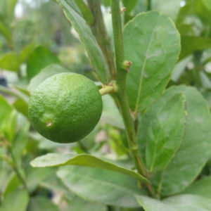 Citrus aurantifolia ‘Mexican Thornless’ Lime
