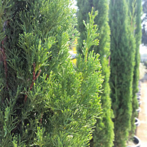 Cupressus sempervirens ‘Totem’ – Dwarf Italian Cypress