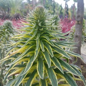 Echium candicans ‘Star of Madeira’ – Variegated Pride of Madeira