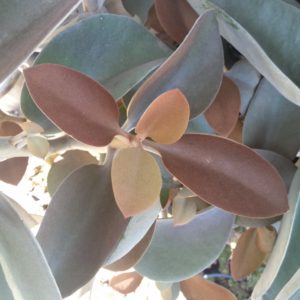 Kalanchoe orgyalis – Copper Spoons