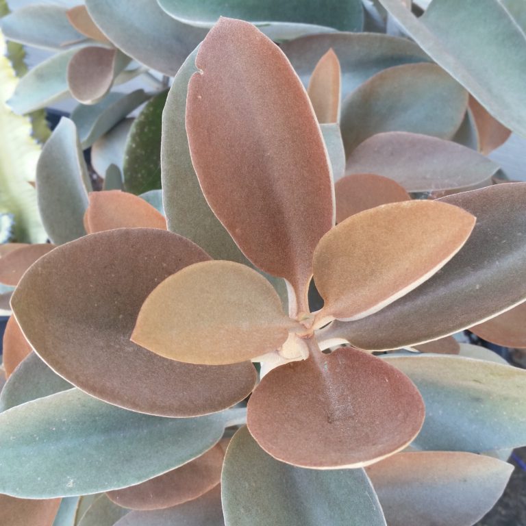 Kalanchoe Orgyalis Copper Spoons Mid Valley Trees 0272