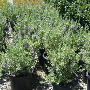 Leucophyllum langmaniae ‘Lynn’s Legacy’ – Texas Sage