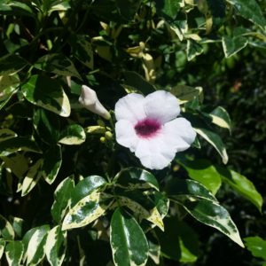 Pandorea jasminoides ‘Variegata’ – Bower Vine