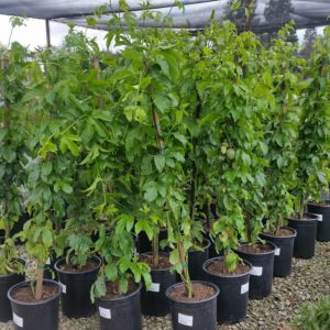 Passiflora edulis ‘Frederick’ – Passionvine