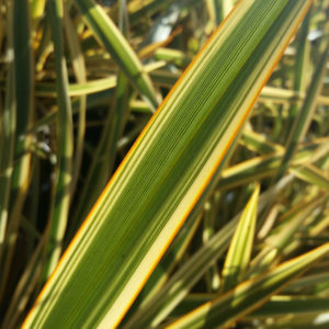 Phormium ‘Golden Ray’ – New Zealand Flax