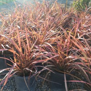 Phormium ‘Rainbow Maiden’ – New Zealand Flax